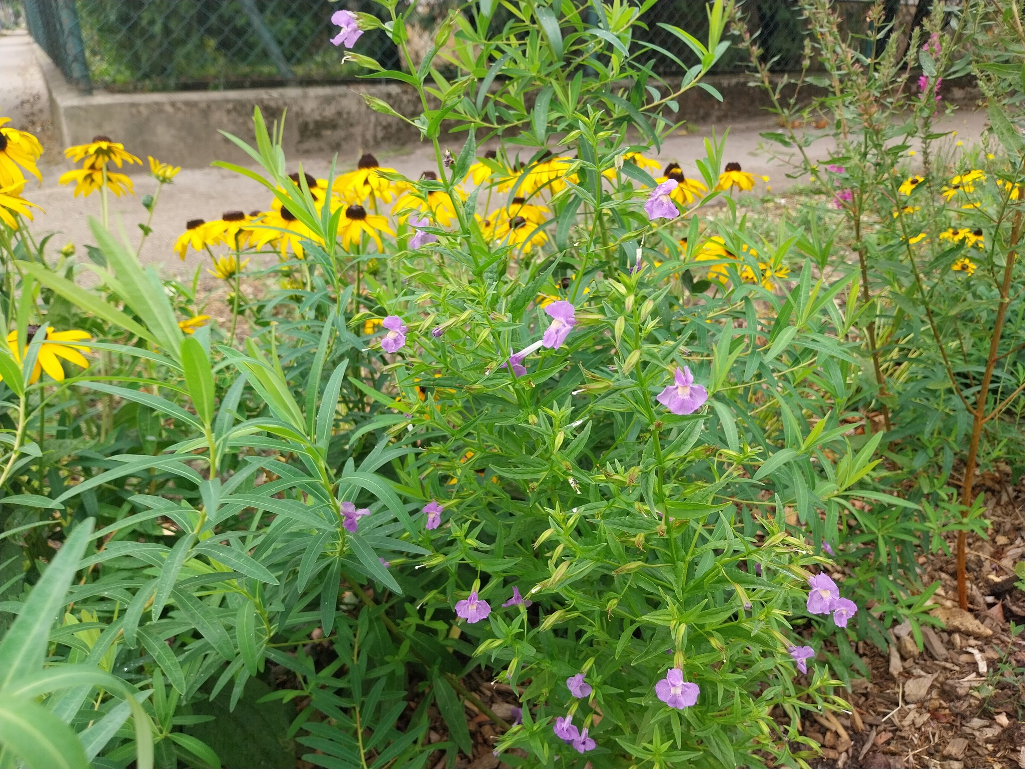 Budapest 18th District Raingardens in Full Bloom: A Sustainable Oasis in the City